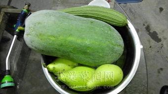 今日吃瓜热门大瓜必看大瓜网红 网红大瓜博雅吃瓜视频最全观看